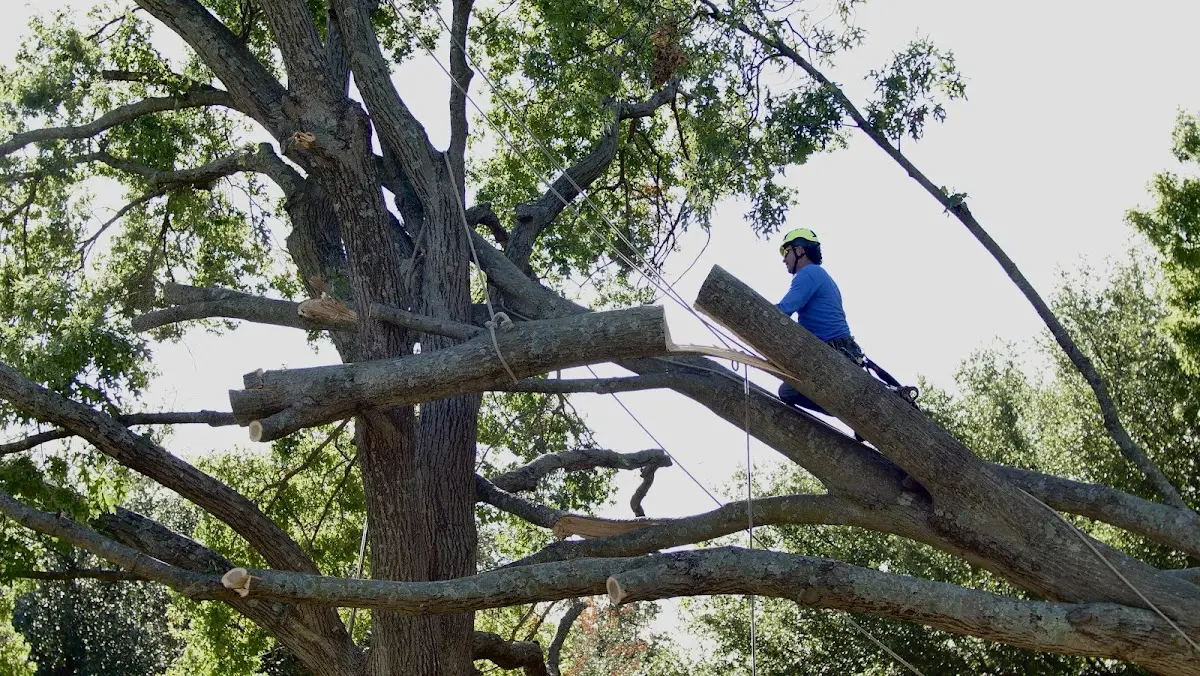 Professional Crown Thinning performed by certified arborists in Forest Hills