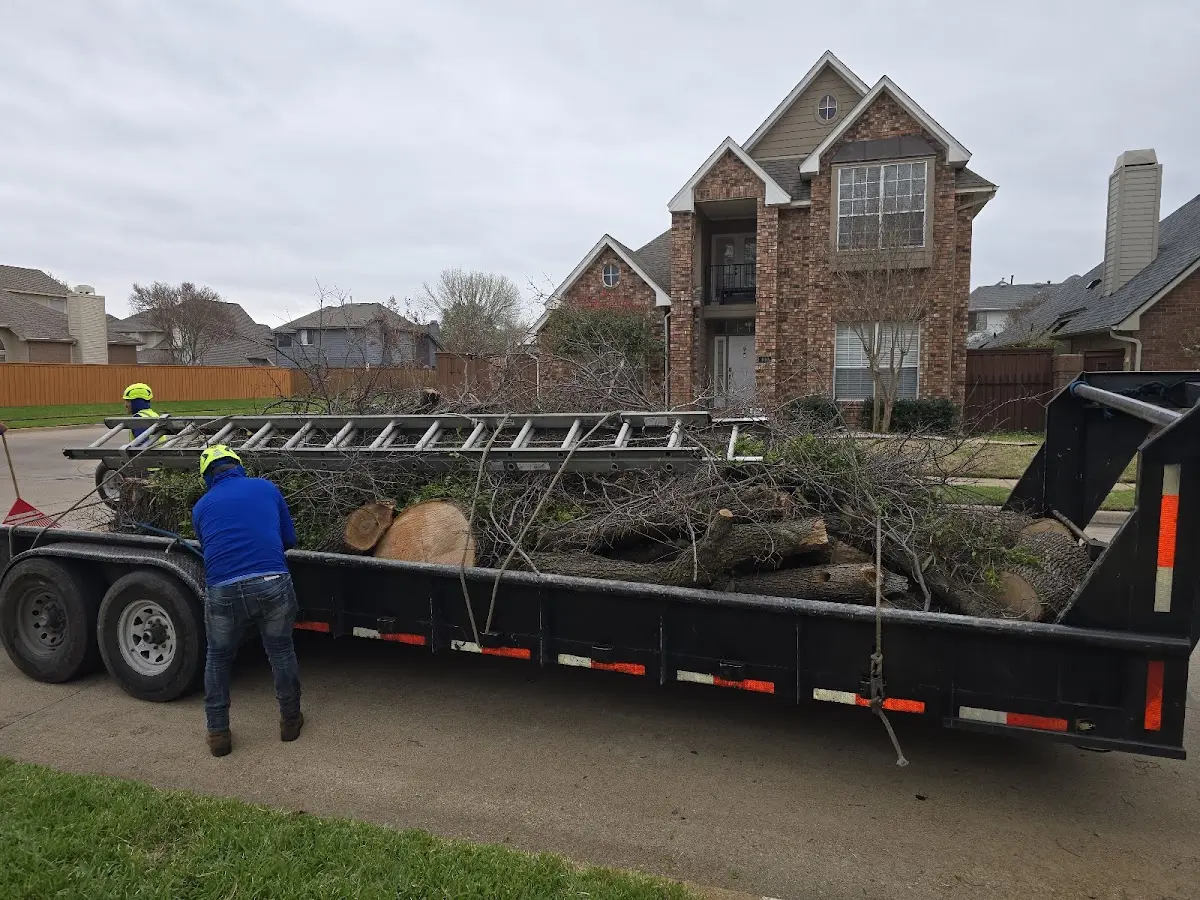 Expert Tree Removal with proper safety equipment in Forest Hills